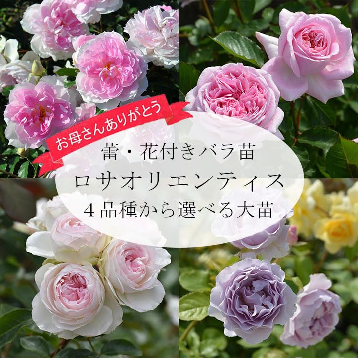 Amazon.co.jp: 母の日ギフト 蕾・花付き バラ苗 ロサオリエンティス
